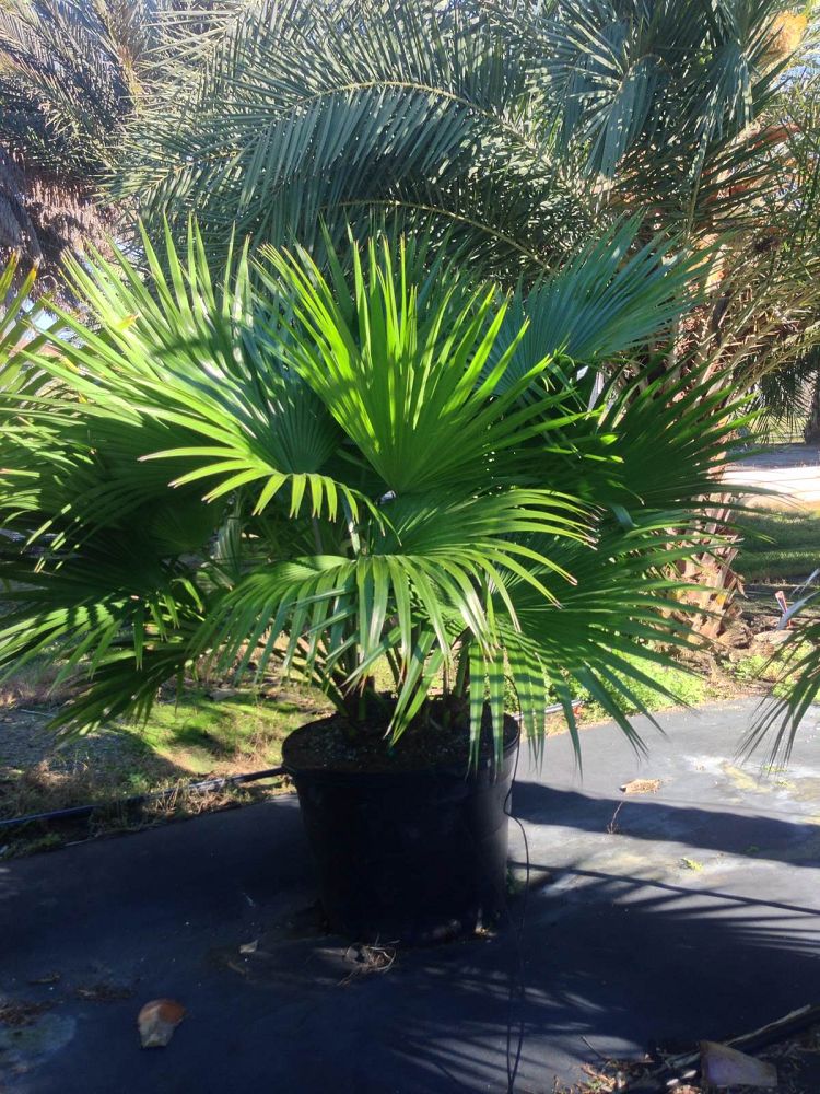 livistona-chinensis-chinese-fan-palm