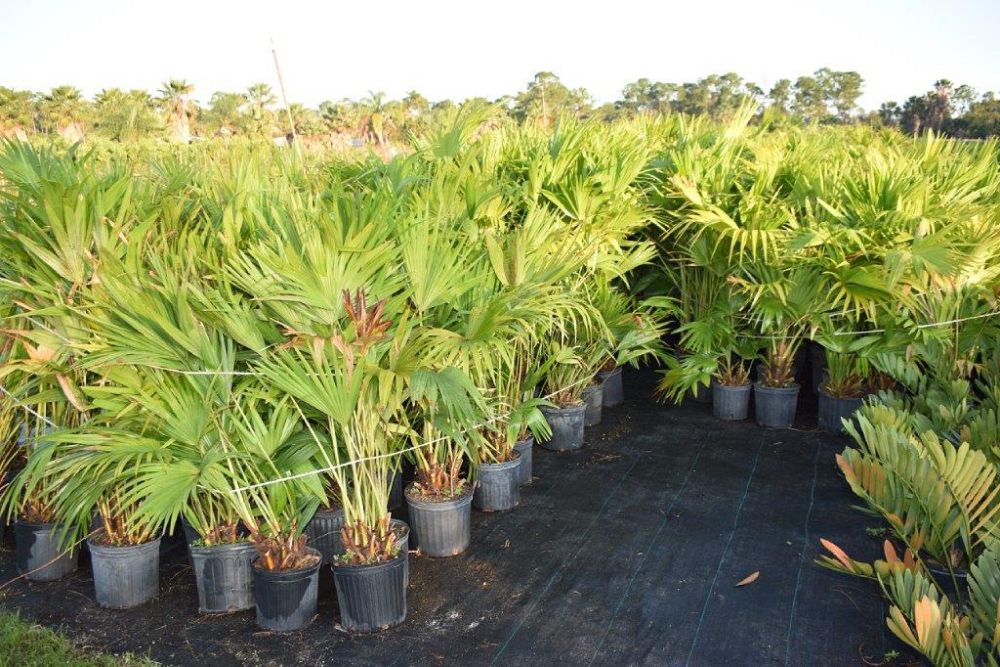 livistona-chinensis-chinese-fan-palm