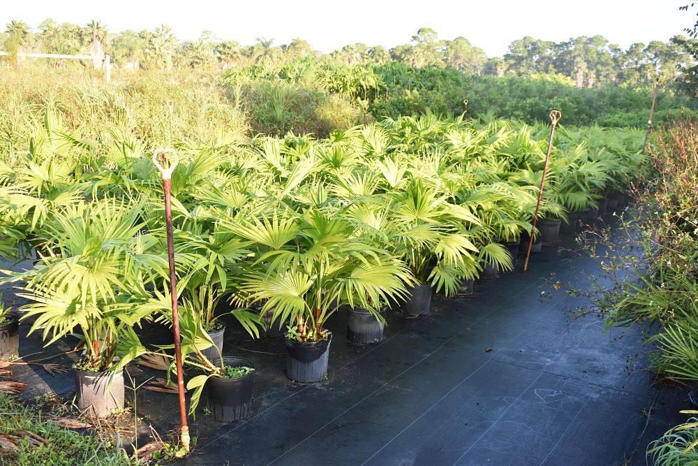 livistona-chinensis-chinese-fan-palm