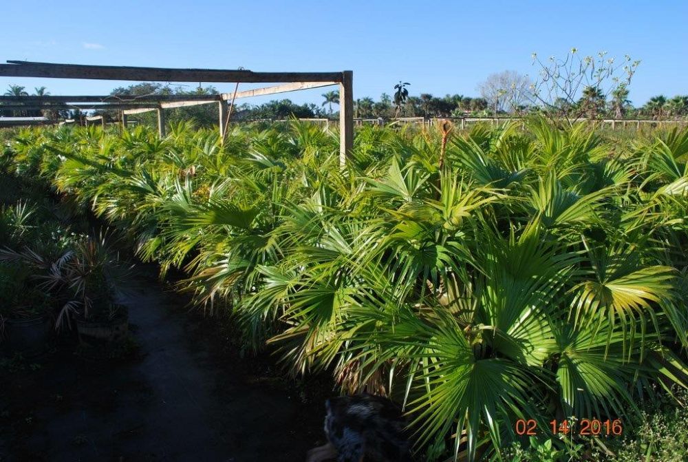 livistona-chinensis-chinese-fan-palm