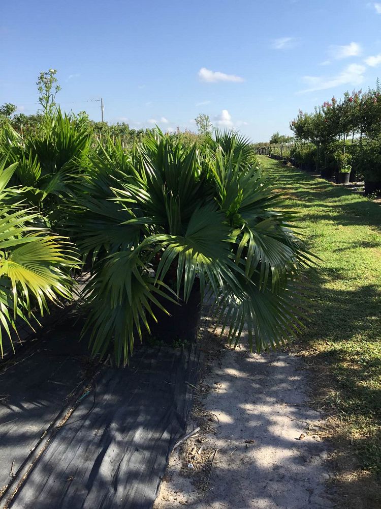 livistona-chinensis-chinese-fan-palm