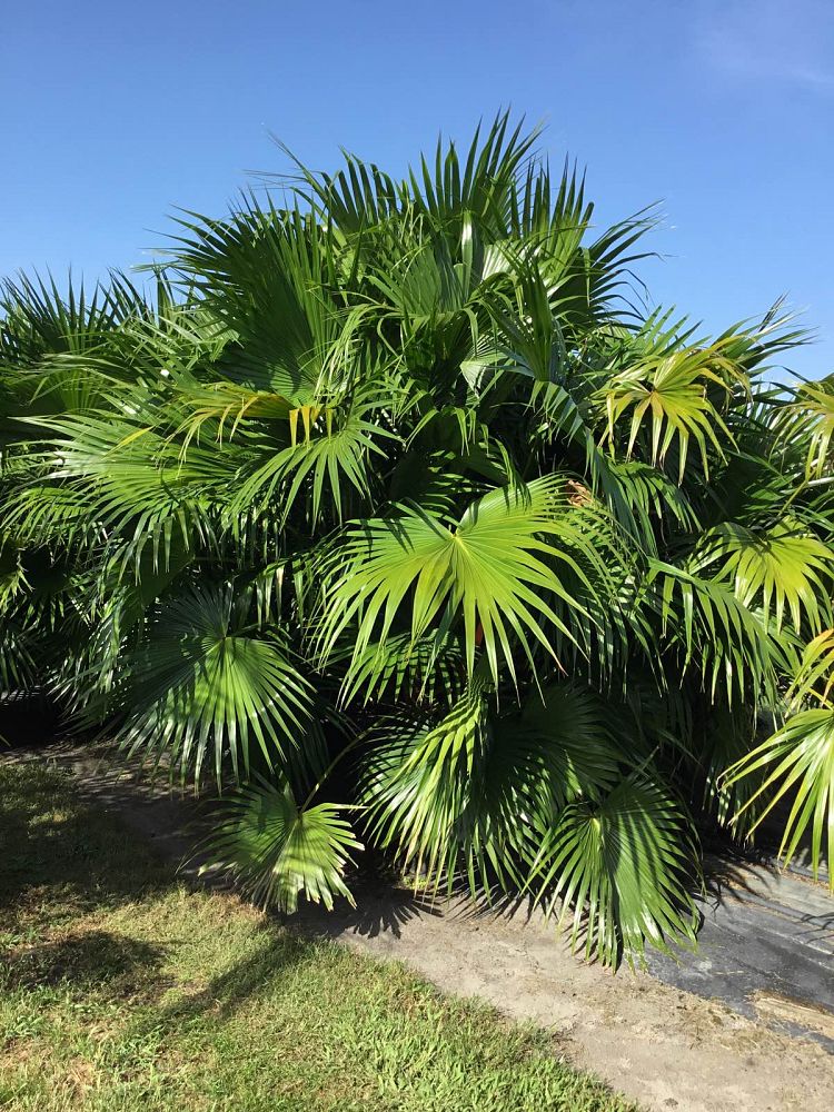 livistona-chinensis-chinese-fan-palm