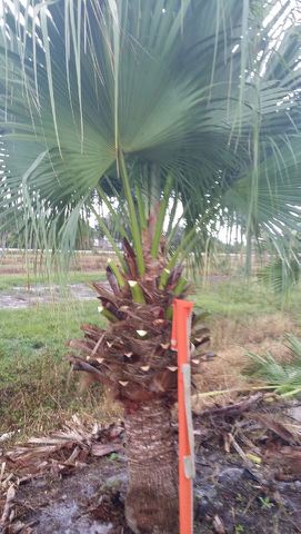 livistona-chinensis-chinese-fan-palm