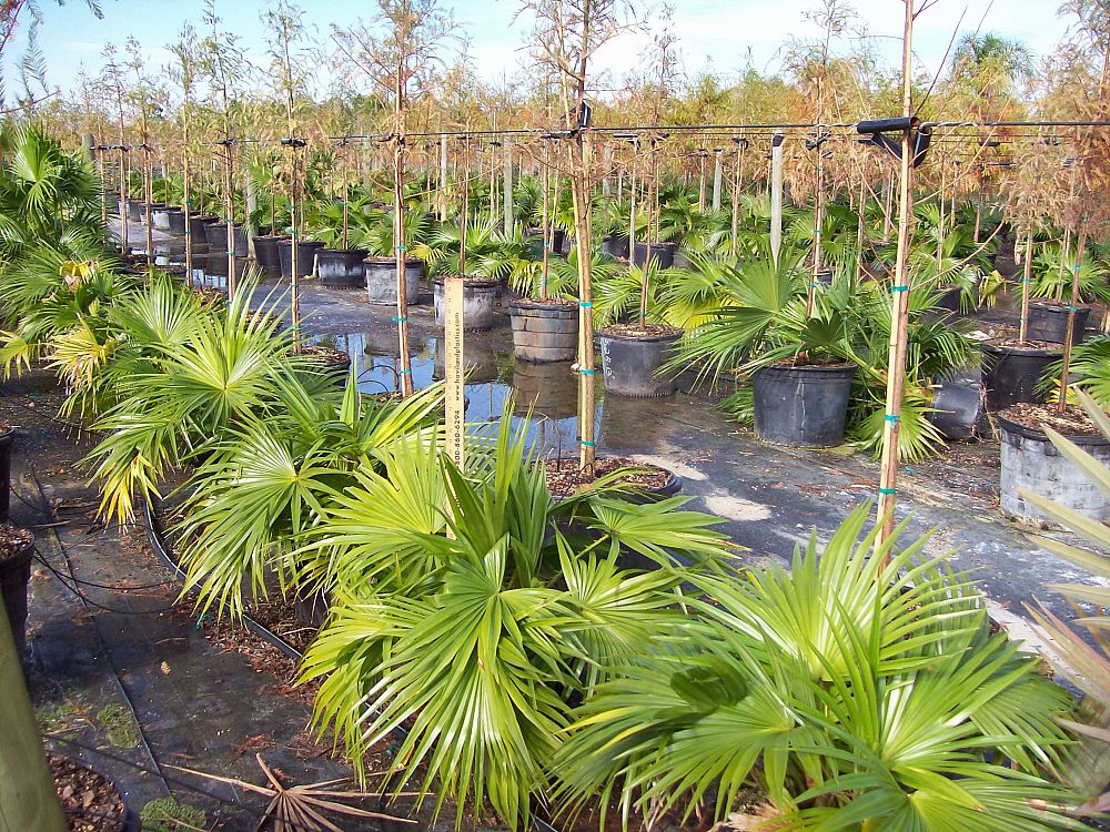 livistona-chinensis-chinese-fan-palm