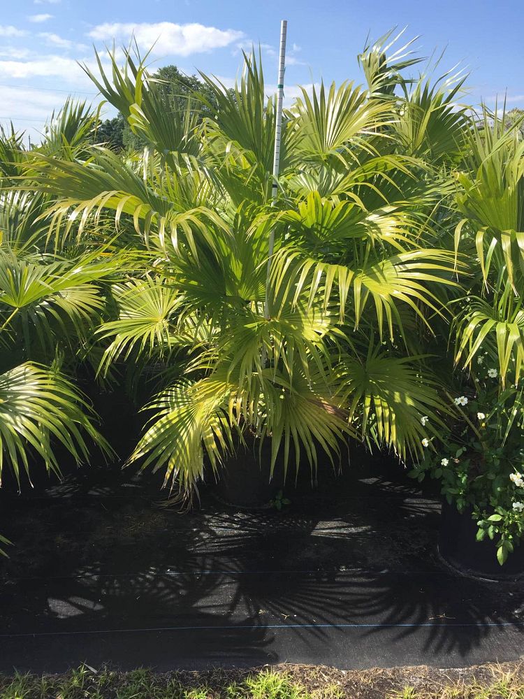 livistona-chinensis-chinese-fan-palm