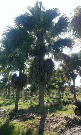 livistona-chinensis-chinese-fan-palm