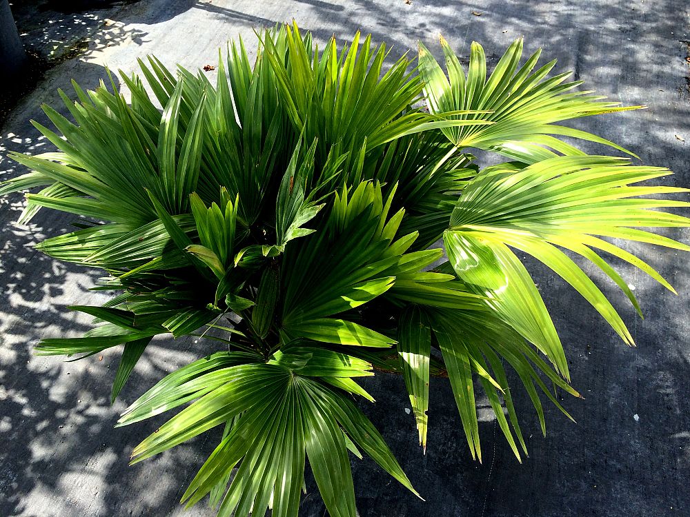 livistona-chinensis-chinese-fan-palm