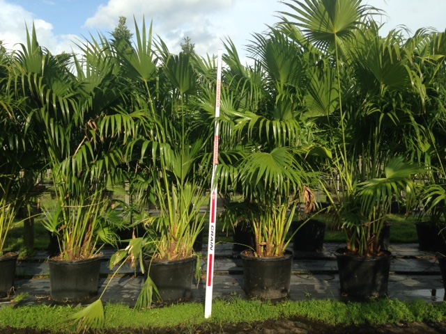 livistona-chinensis-chinese-fan-palm
