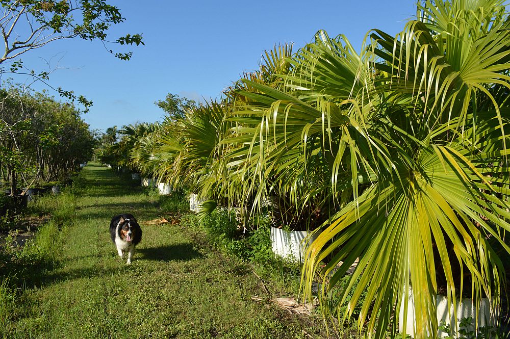 livistona-chinensis-chinese-fan-palm