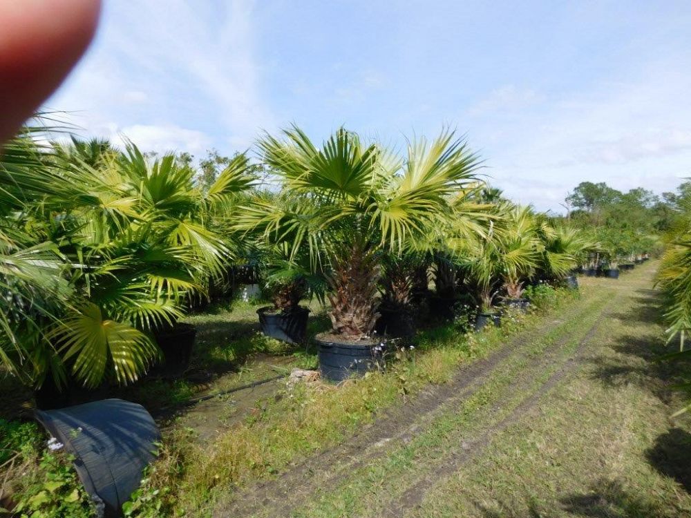 livistona-chinensis-chinese-fan-palm