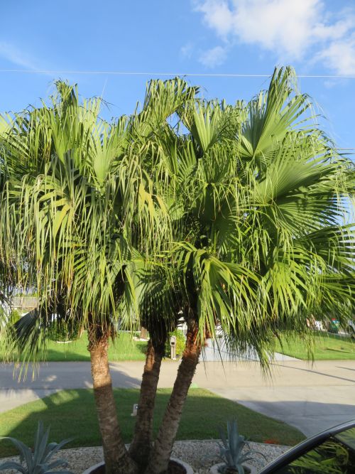 livistona-chinensis-chinese-fan-palm