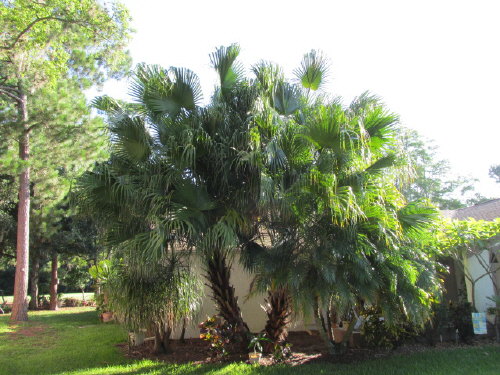 livistona-chinensis-chinese-fan-palm