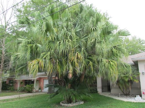 livistona-chinensis-chinese-fan-palm