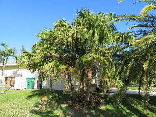 livistona-chinensis-chinese-fan-palm