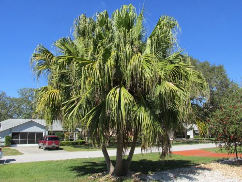 livistona-chinensis-chinese-fan-palm