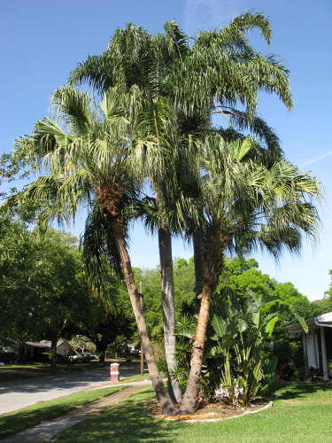 livistona-chinensis-chinese-fan-palm