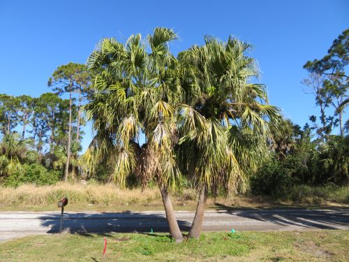 livistona-chinensis-chinese-fan-palm