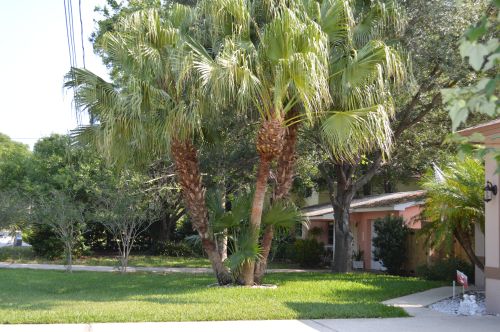 livistona-chinensis-chinese-fan-palm