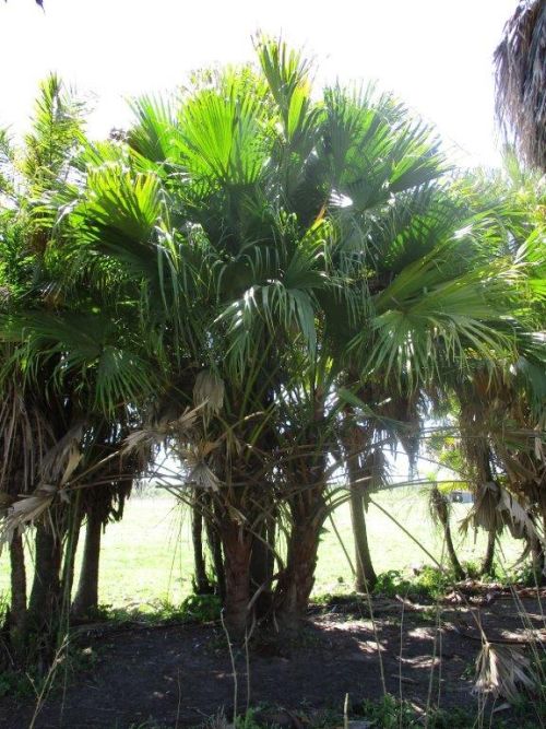 livistona-chinensis-chinese-fan-palm