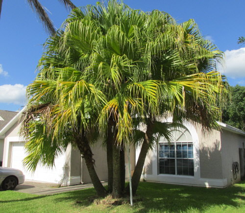 livistona-chinensis-chinese-fan-palm