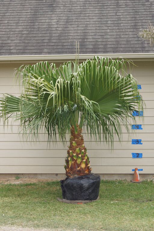 livistona-chinensis-chinese-fan-palm