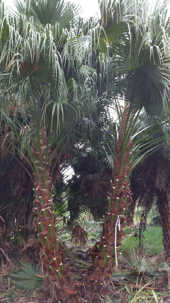 livistona-chinensis-chinese-fan-palm