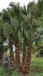 livistona-chinensis-chinese-fan-palm