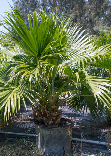 livistona-chinensis-chinese-fan-palm