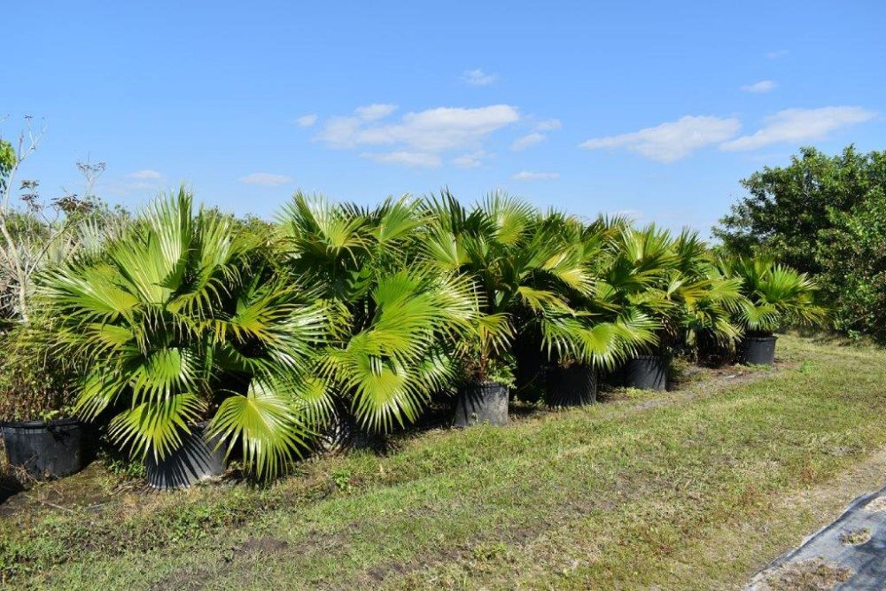 livistona-chinensis-chinese-fan-palm