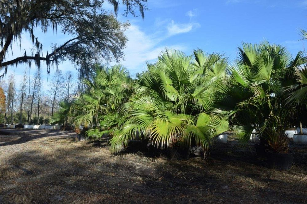 livistona-chinensis-chinese-fan-palm