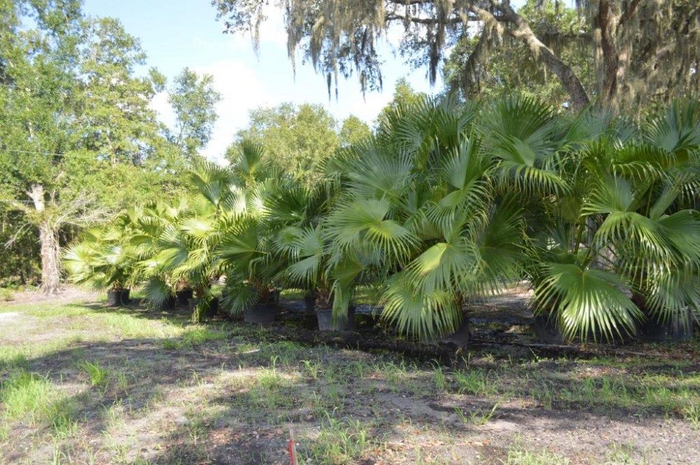 livistona-chinensis-chinese-fan-palm