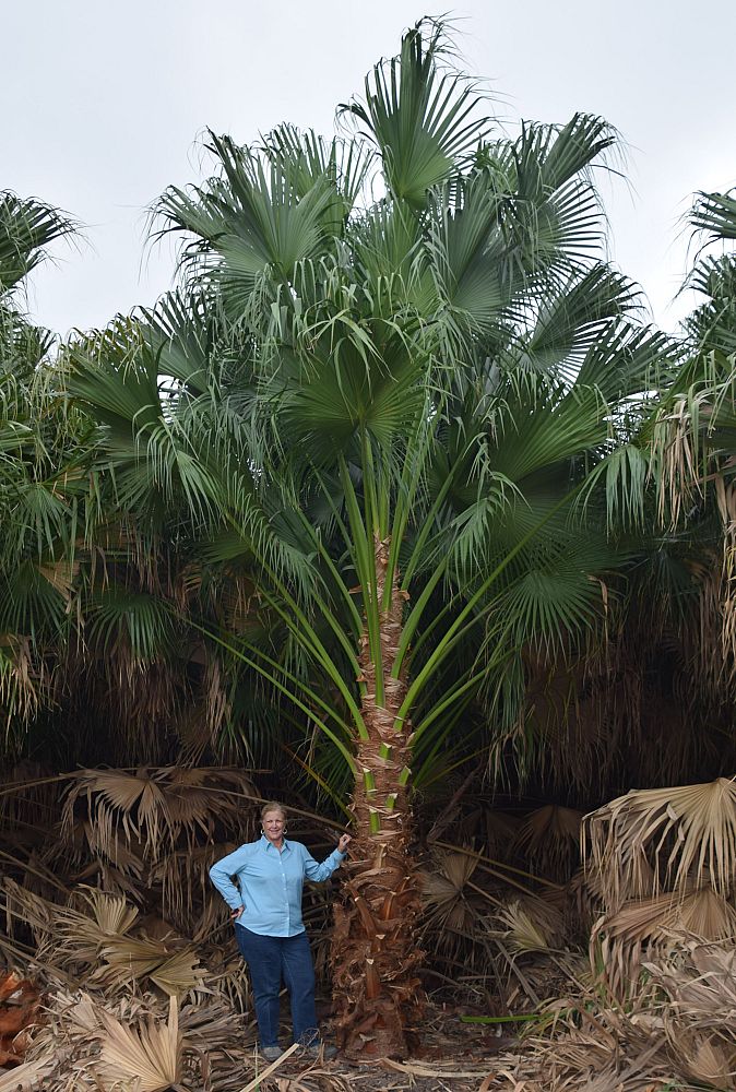 livistona-chinensis-chinese-fan-palm