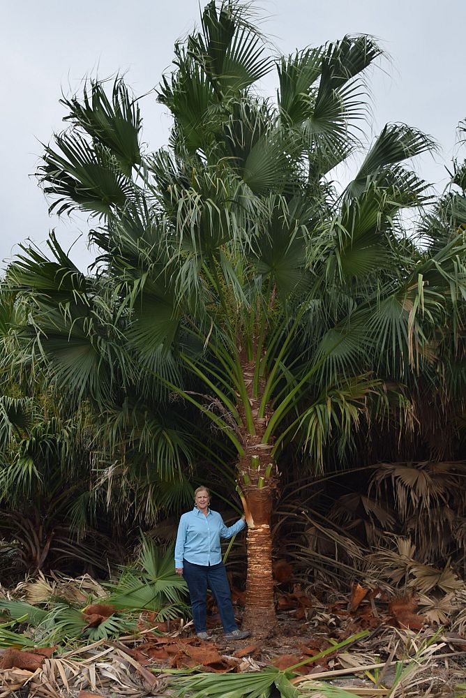 livistona-chinensis-chinese-fan-palm