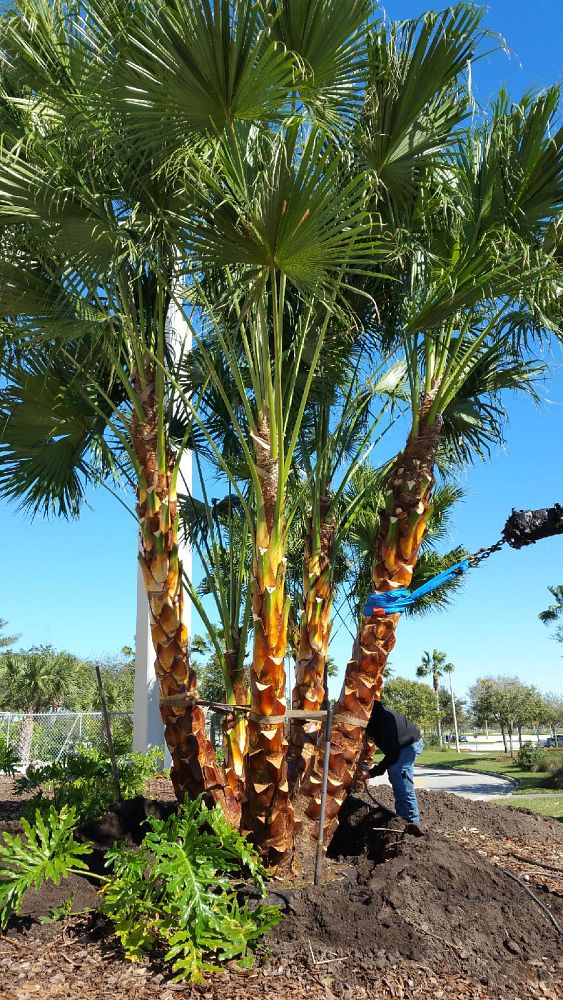 livistona-chinensis-chinese-fan-palm