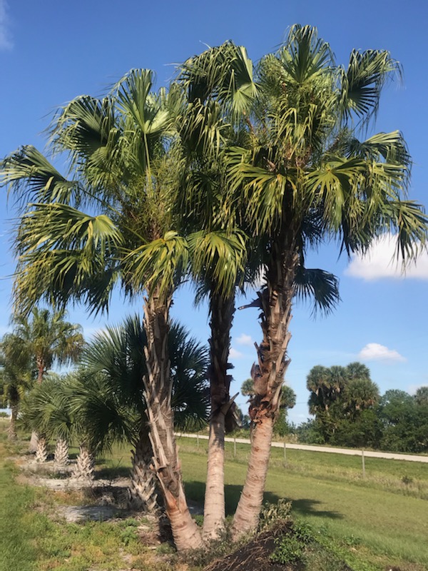 livistona-chinensis-chinese-fan-palm