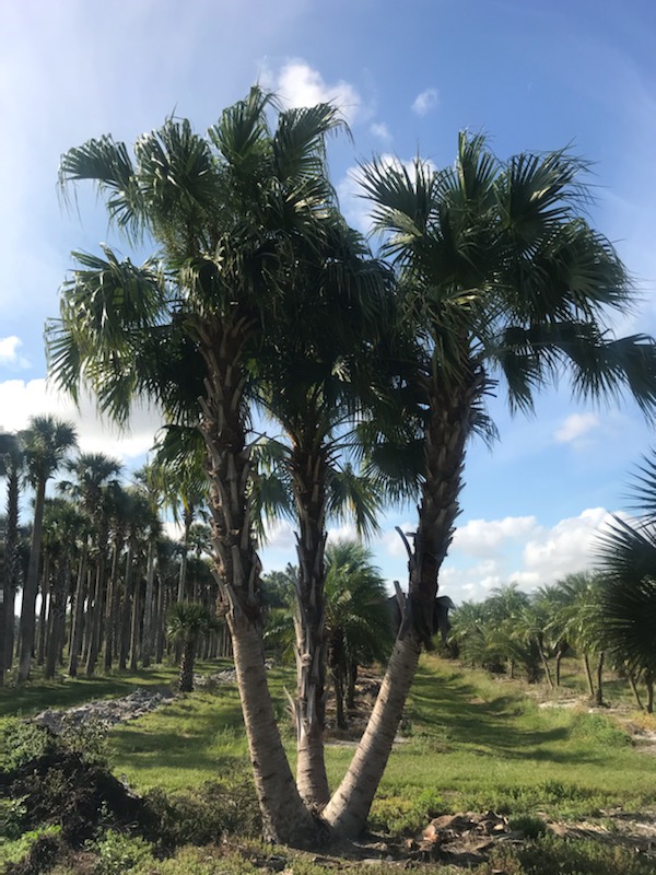 livistona-chinensis-chinese-fan-palm