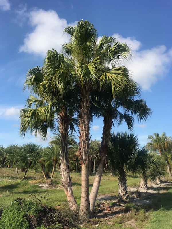 livistona-chinensis-chinese-fan-palm