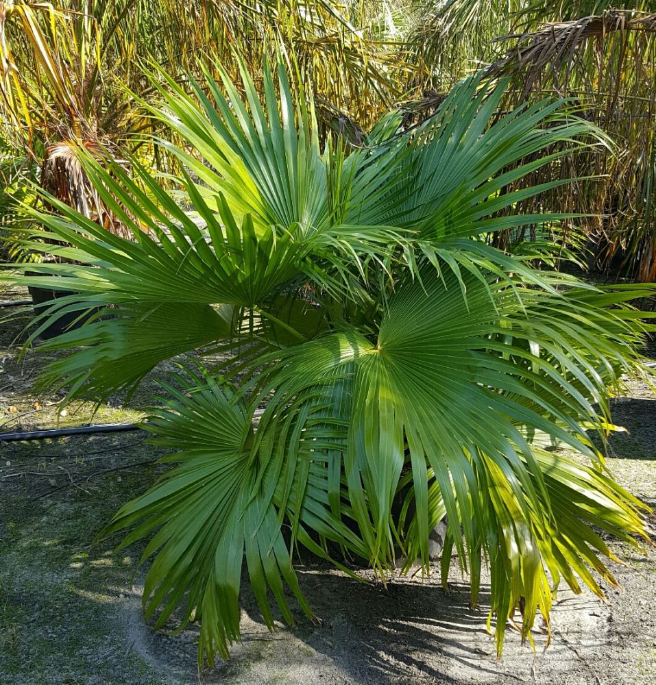 livistona-chinensis-chinese-fan-palm