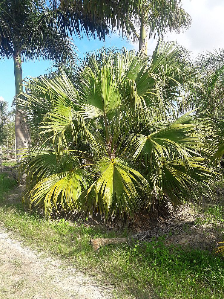 livistona-chinensis-chinese-fan-palm