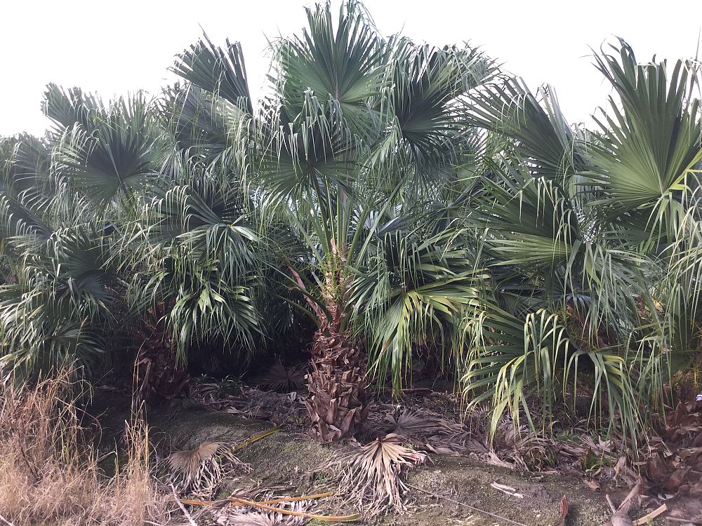 livistona-chinensis-chinese-fan-palm