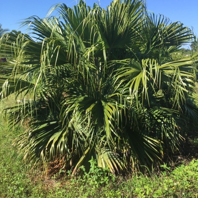 livistona-chinensis-chinese-fan-palm