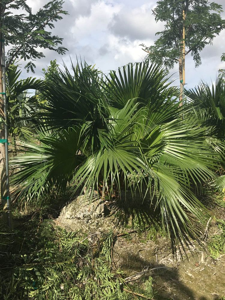 livistona-chinensis-chinese-fan-palm