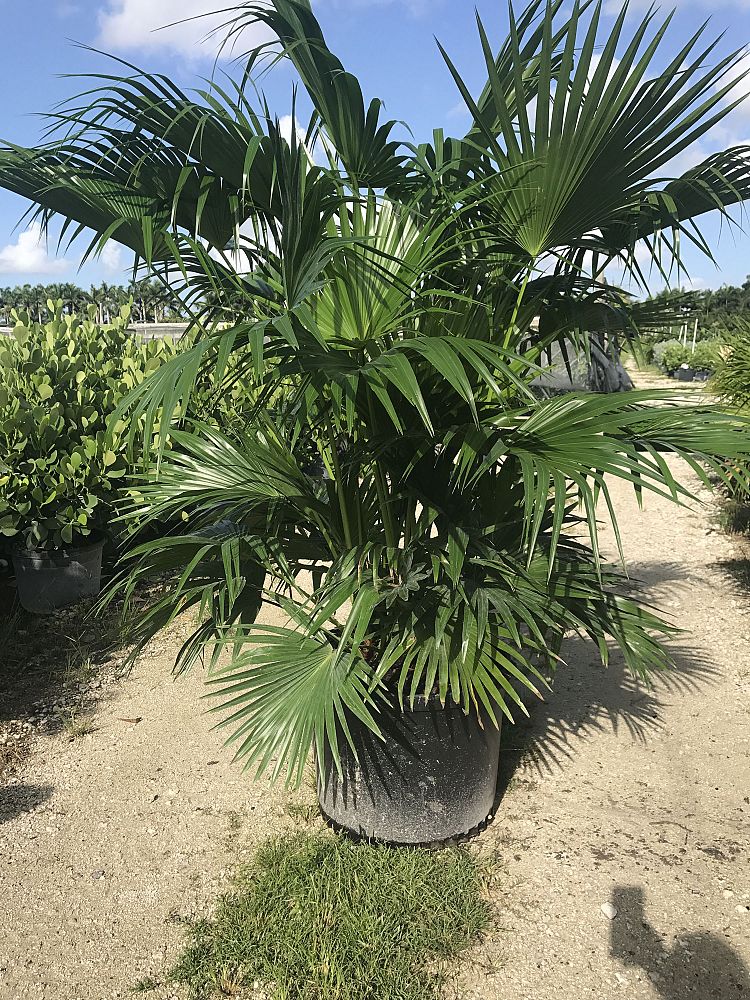 livistona-chinensis-chinese-fan-palm