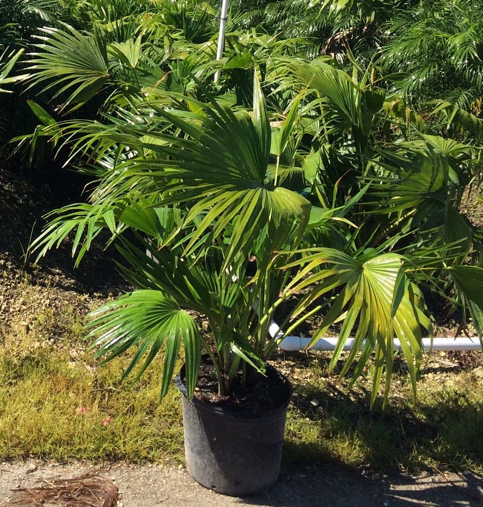 livistona-chinensis-chinese-fan-palm