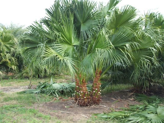livistona-chinensis-chinese-fan-palm