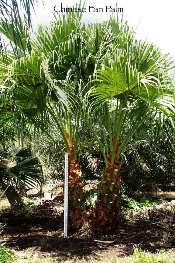 livistona-chinensis-chinese-fan-palm