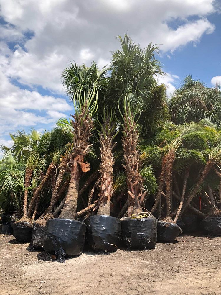 livistona-chinensis-chinese-fan-palm