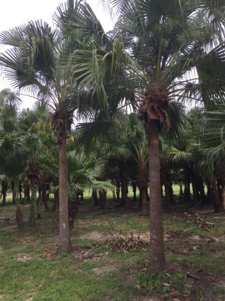 livistona-chinensis-chinese-fan-palm