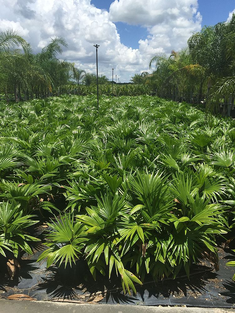 livistona-chinensis-chinese-fan-palm