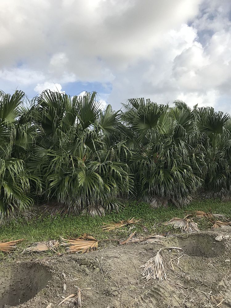 livistona-chinensis-chinese-fan-palm